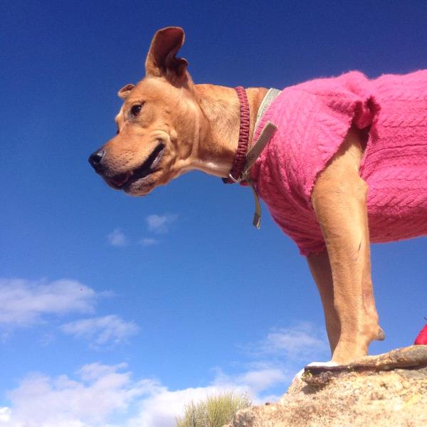 /Images/uploads/Humane Society of Utah/HSUCalendar/entries/735thumb.jpg